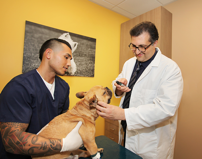 Dog Neurologist Mission Viejo