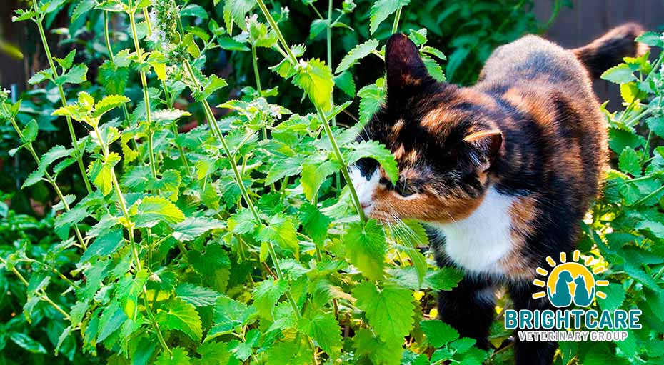 Is Catnip Safe for Your Cat?