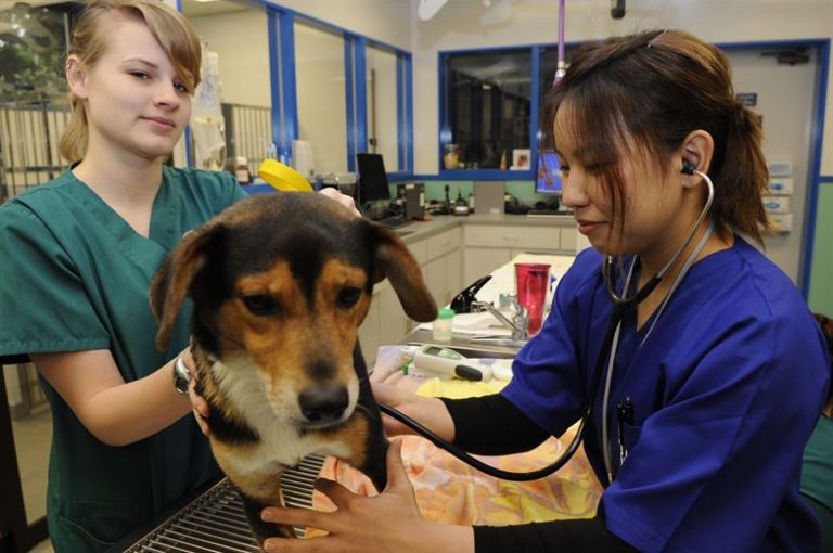 Blood Transfusion BrightCare Animal Emergency in Mission Viejo, CA