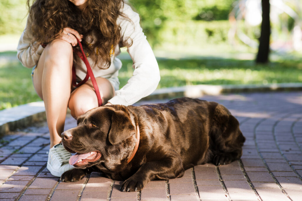 24 hour pet hospital