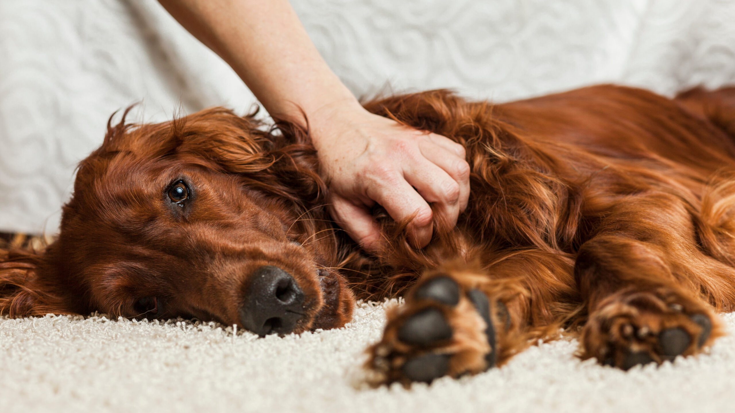 Orange County emergency veterinary team.