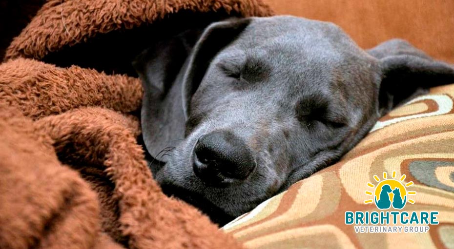 How To Take Care Of Your Pet After An Emergency Brightcare